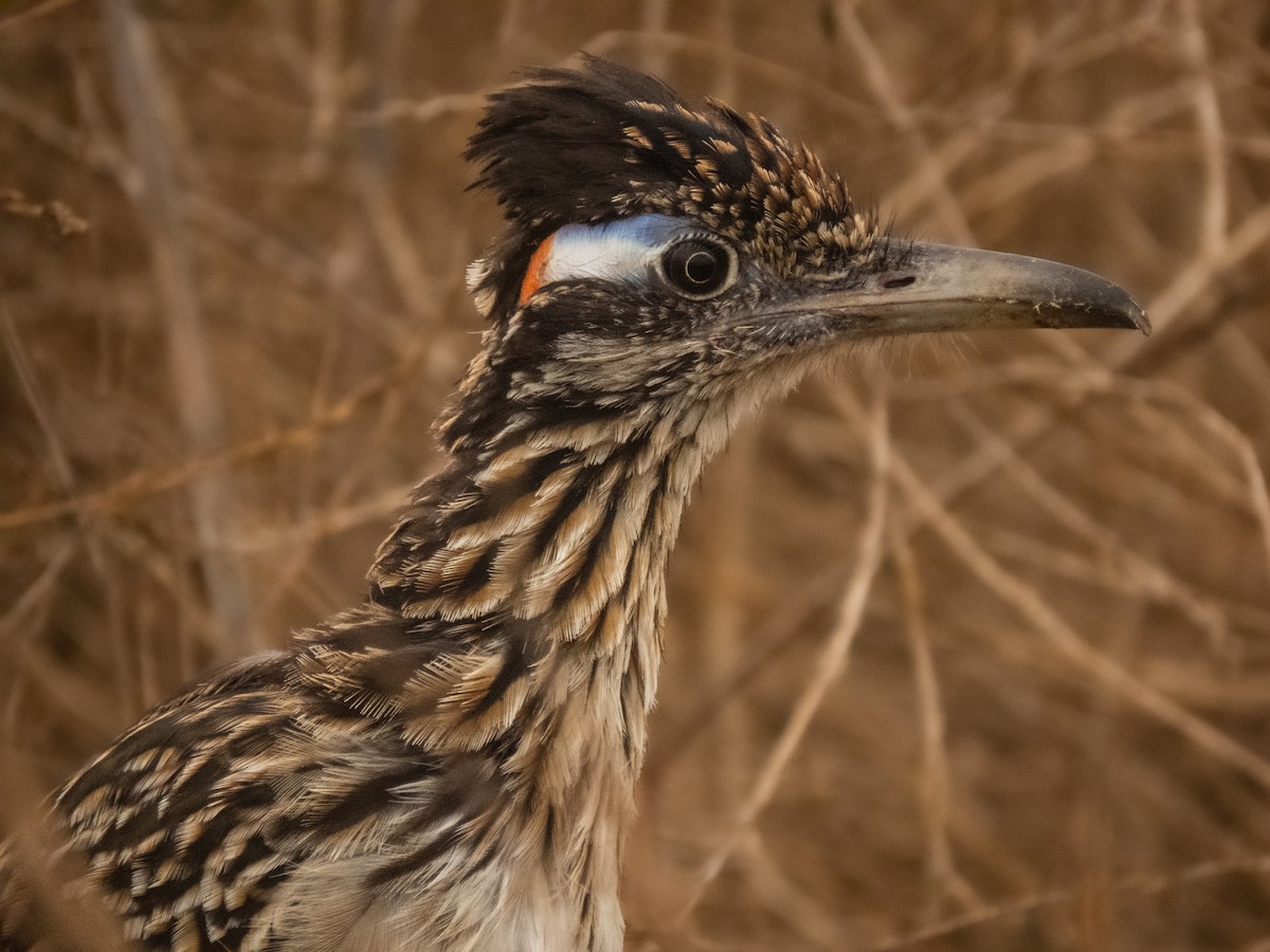 Greater Roadrunner - Trevor Leitz