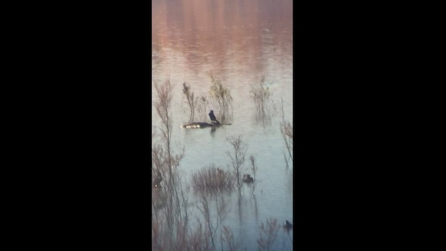 Double-crested/Neotropic Cormorant - ML503077511