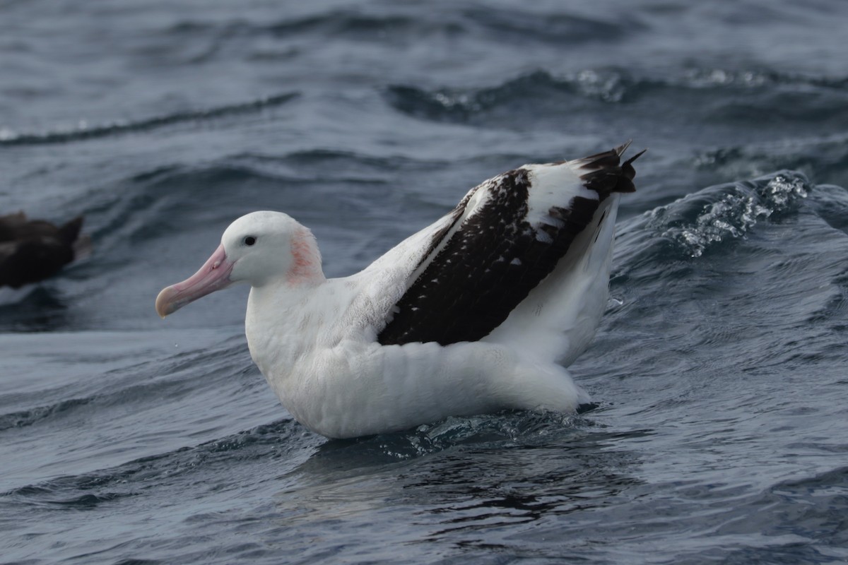 Albatros hurleur, A. de Tristan da Cunha ou A. des Antipodes - ML503077561