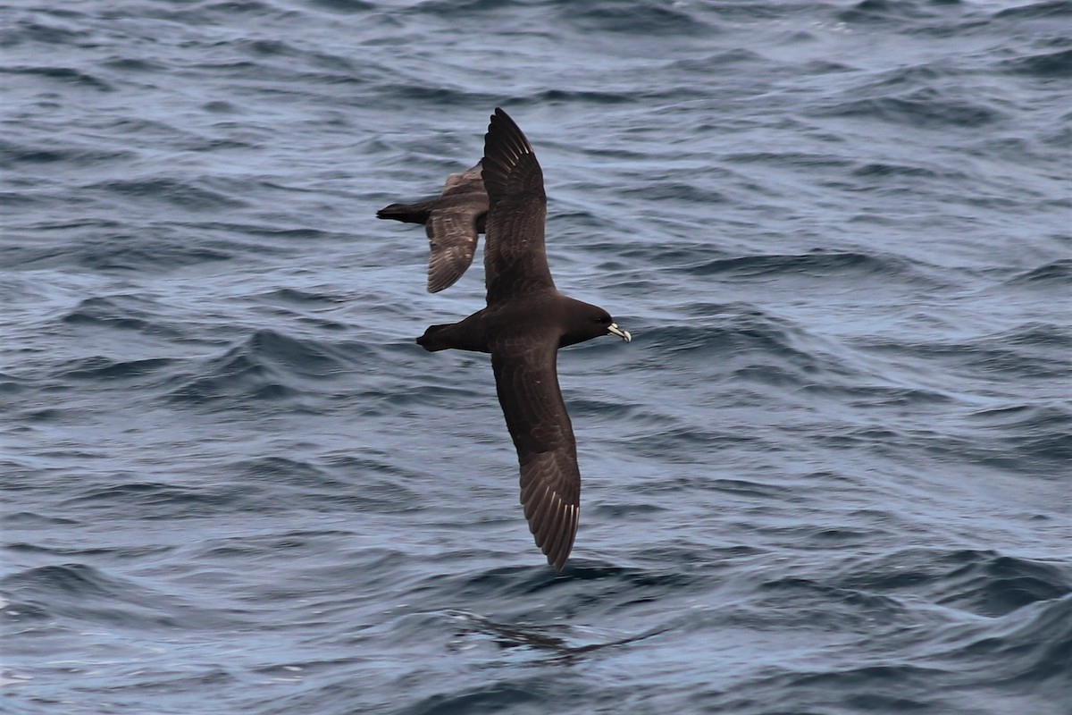 Puffin à menton blanc - ML503077801