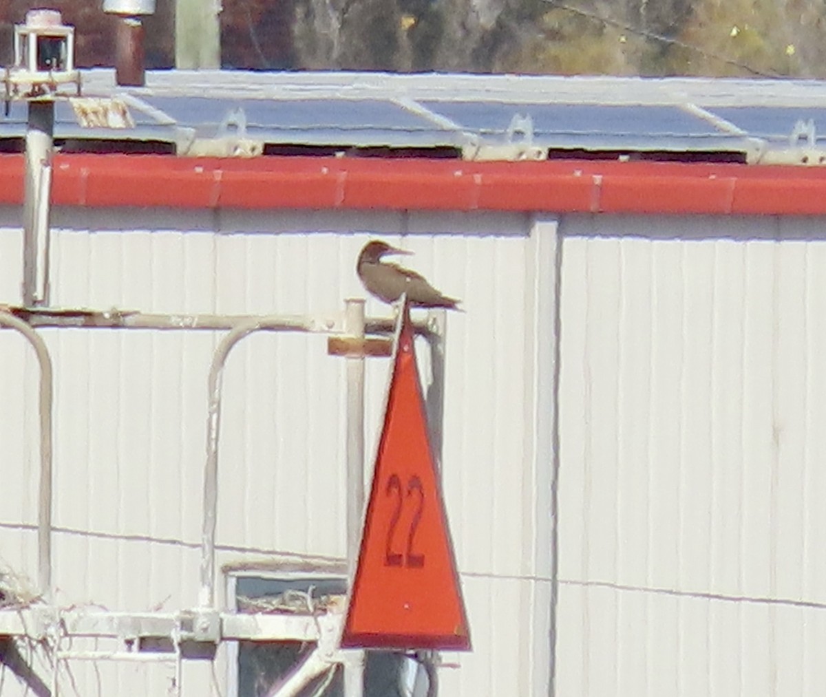 Brown Booby - ML503077931