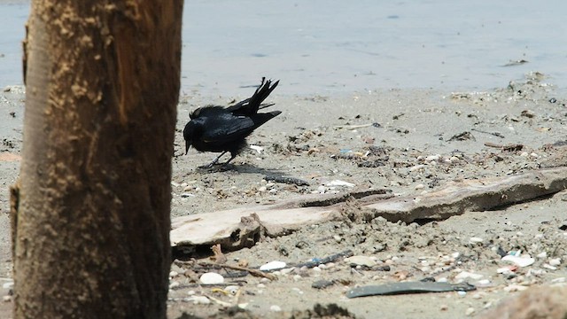 Yellow-shouldered Blackbird - ML503079441