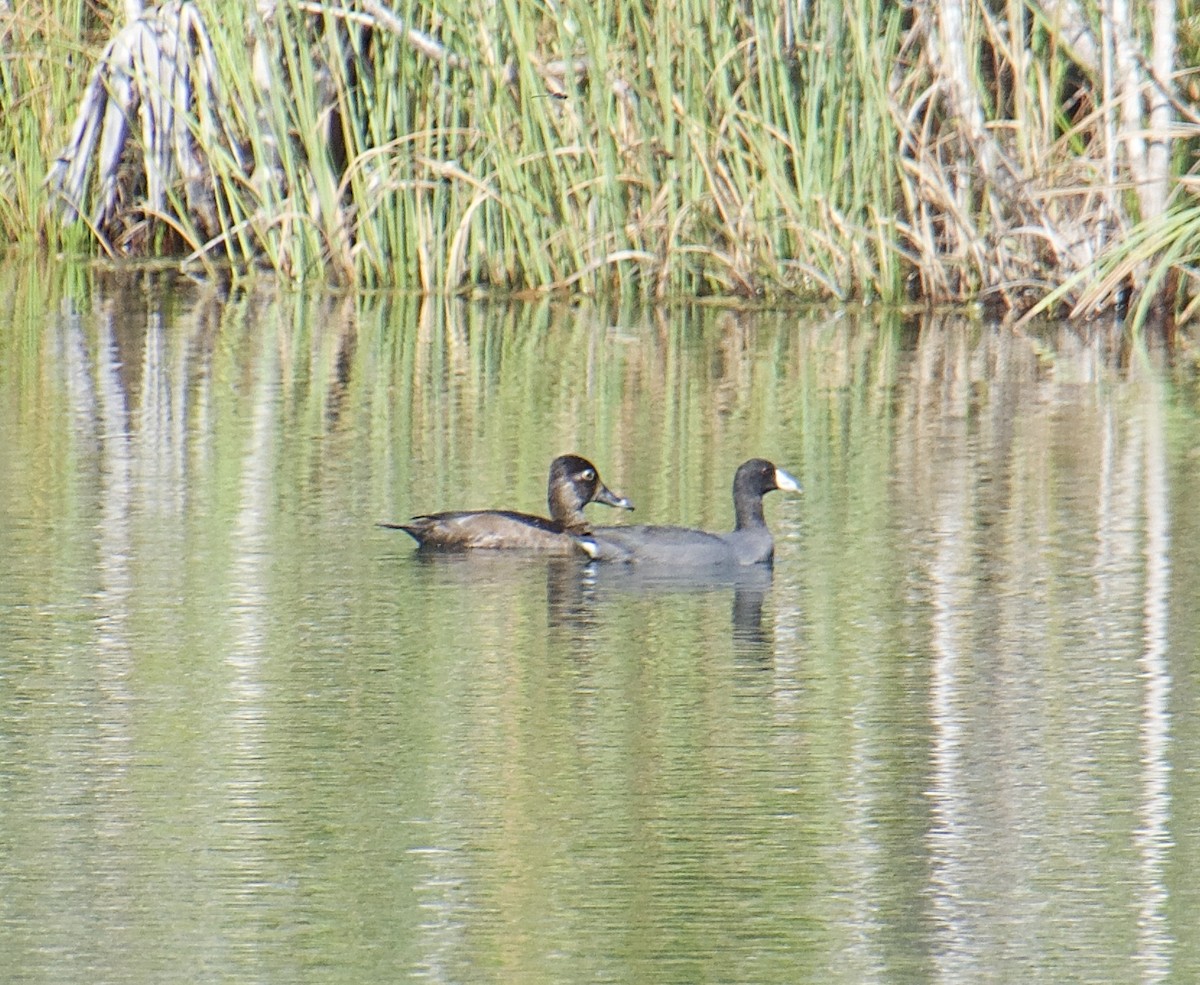 Ring-necked Duck - ML503079831