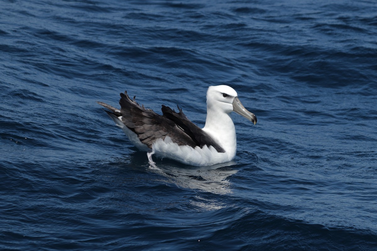 White-capped Albatross - ML503080001