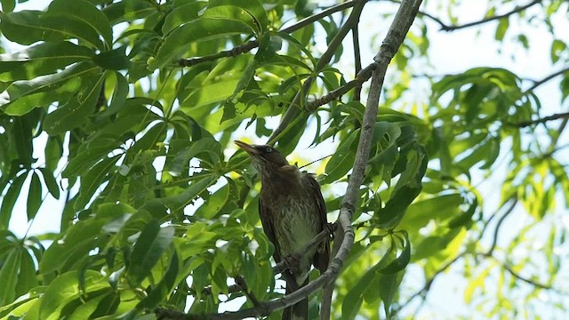 Pearly-eyed Thrasher - ML503080761