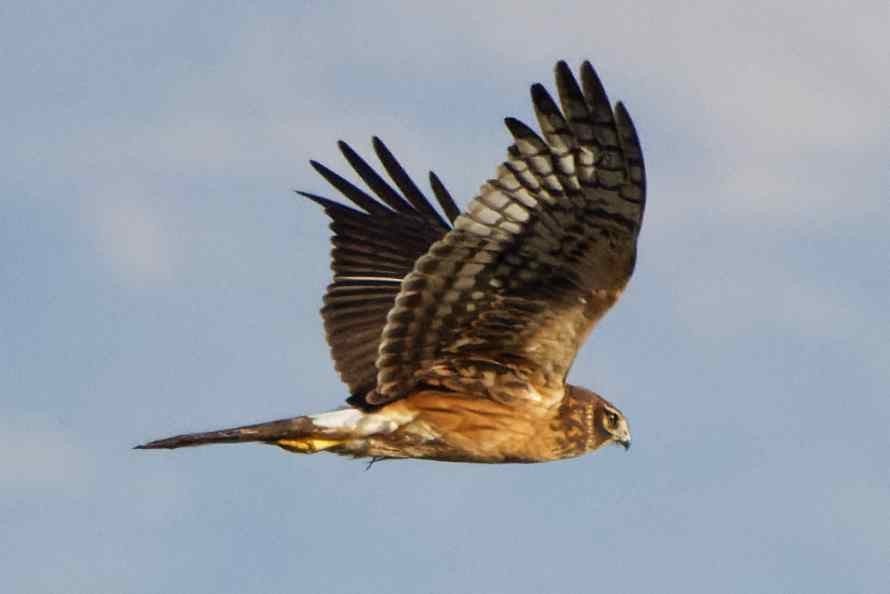 Northern Harrier - ML503082161