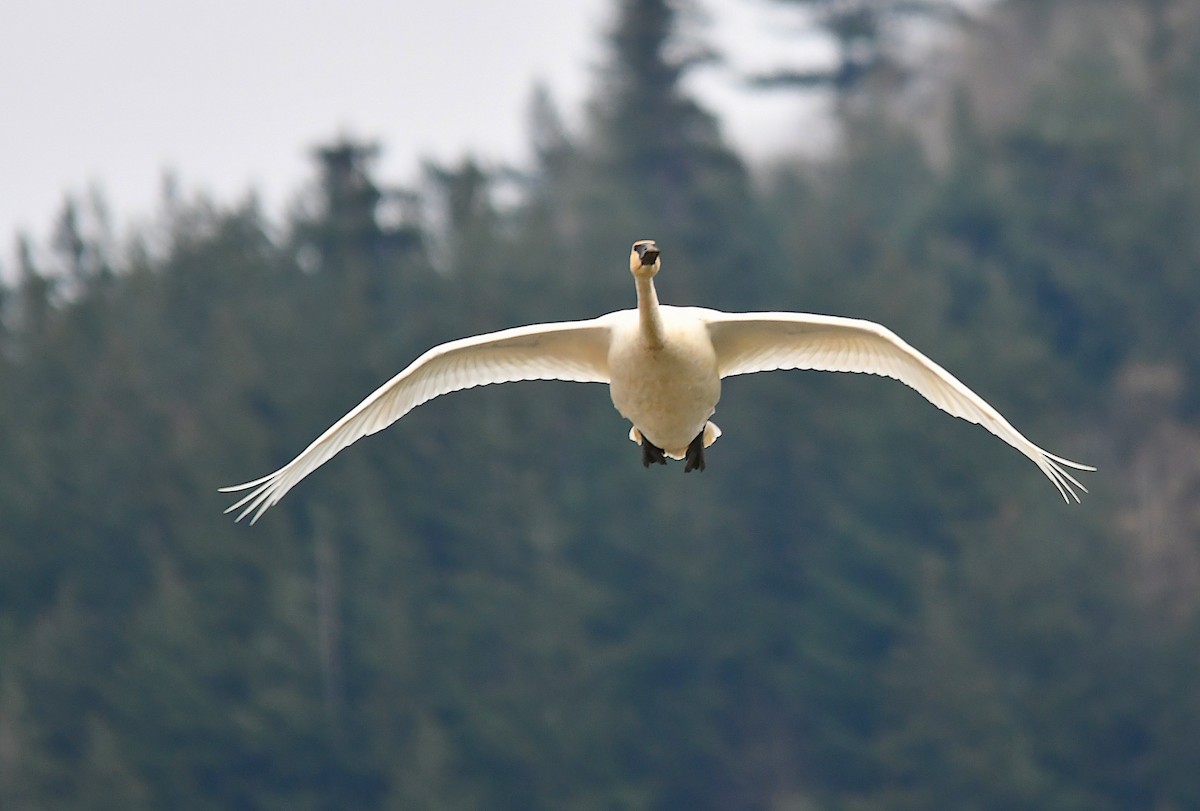 Trumpeter Swan - ML503082321