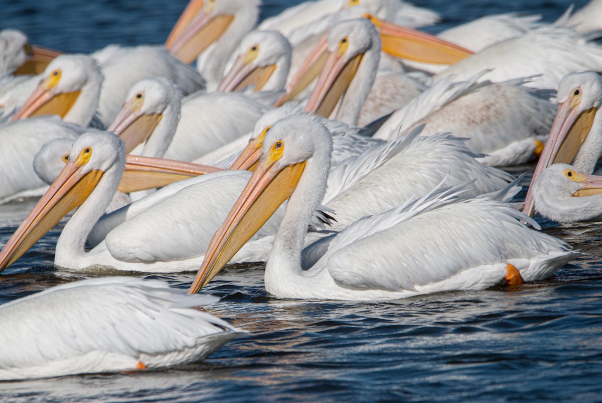 American White Pelican - ML503084261