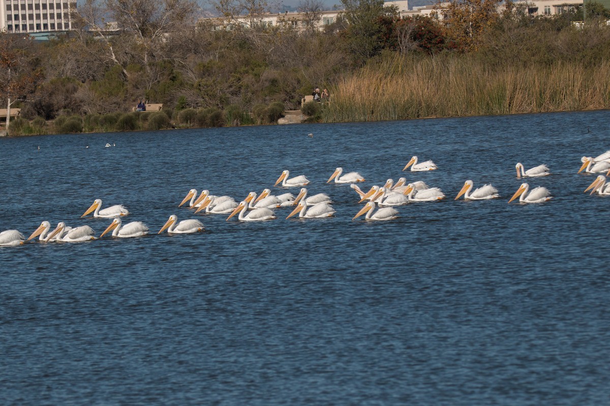 American White Pelican - ML503084271