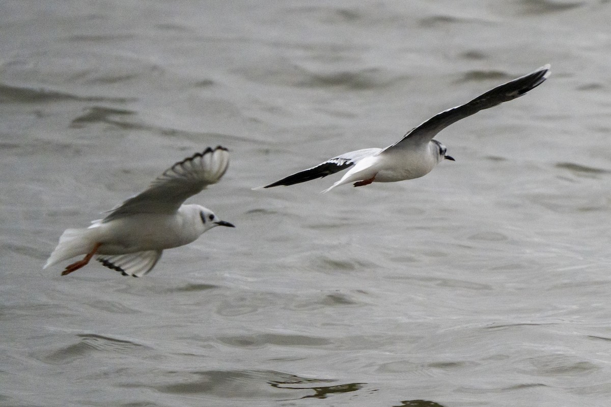 Little Gull - Ben Nieman