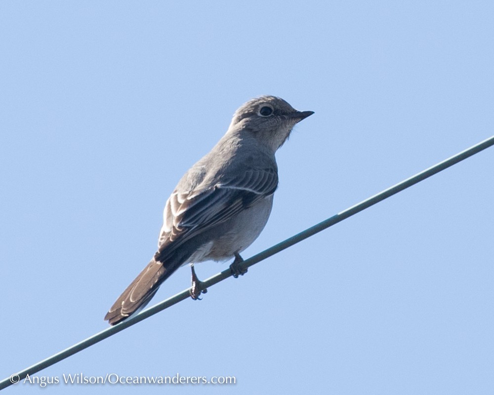 Townsend's Solitaire - ML50308711