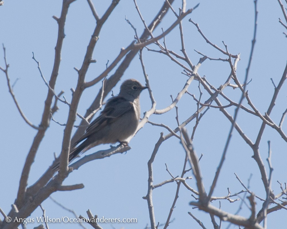 Townsend's Solitaire - ML50308721