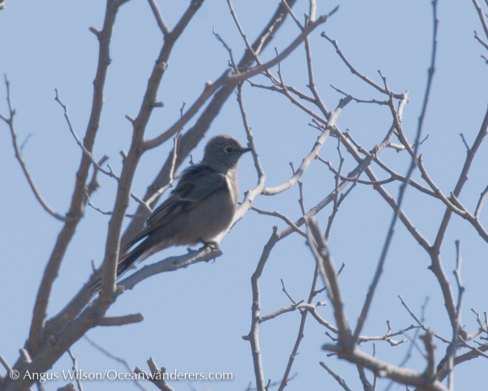 Solitario Norteño - ML50308721