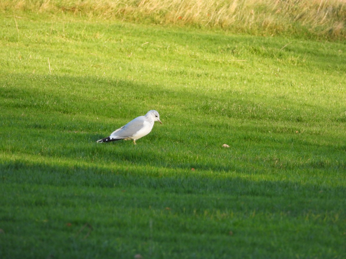 Common Gull (European) - Zhuofei Lu