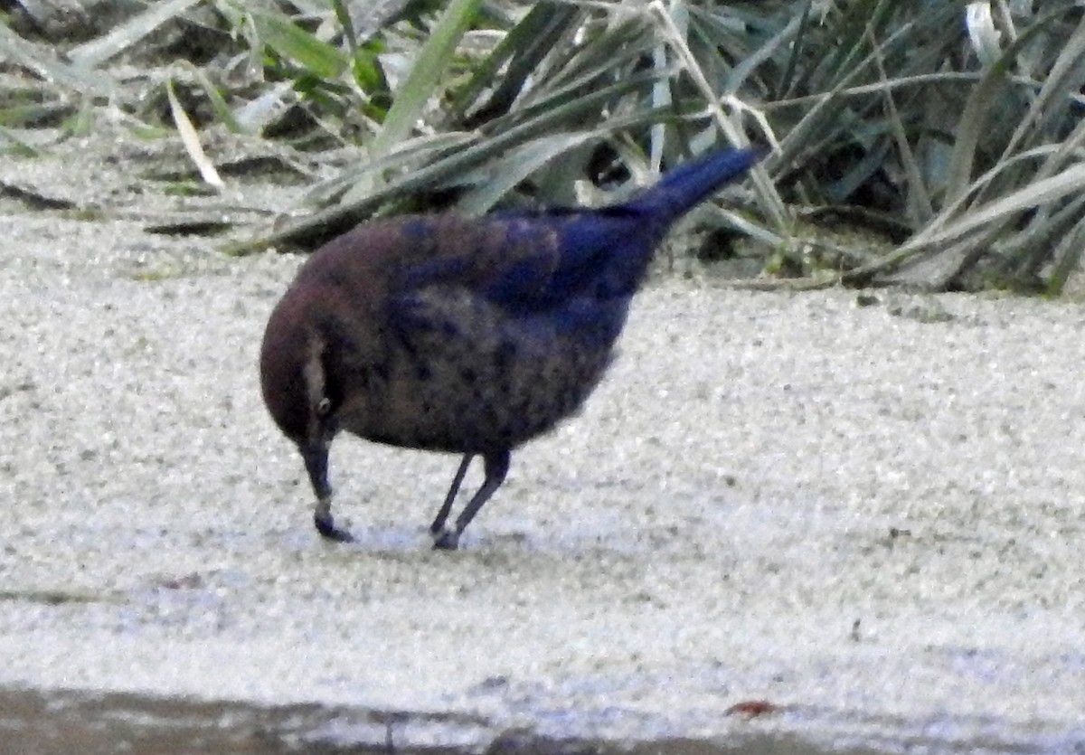 Rusty Blackbird - ML503087981
