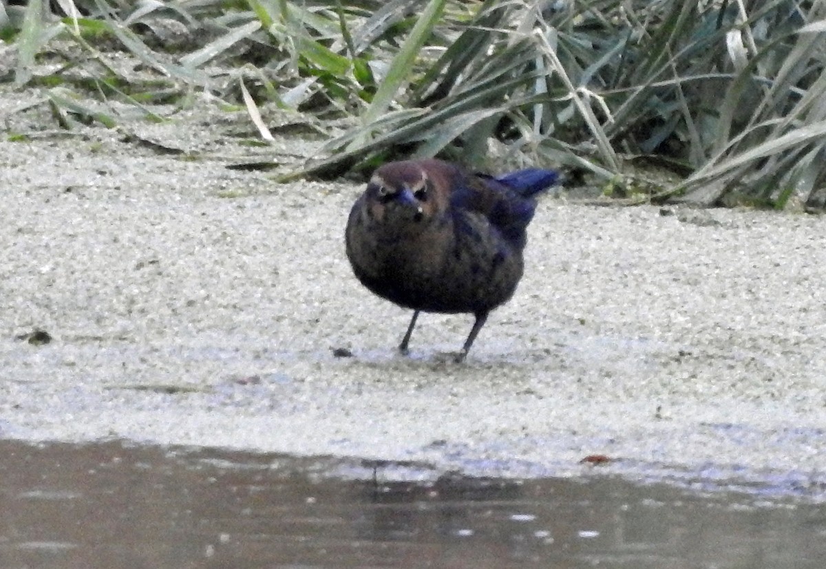 Rusty Blackbird - ML503087991