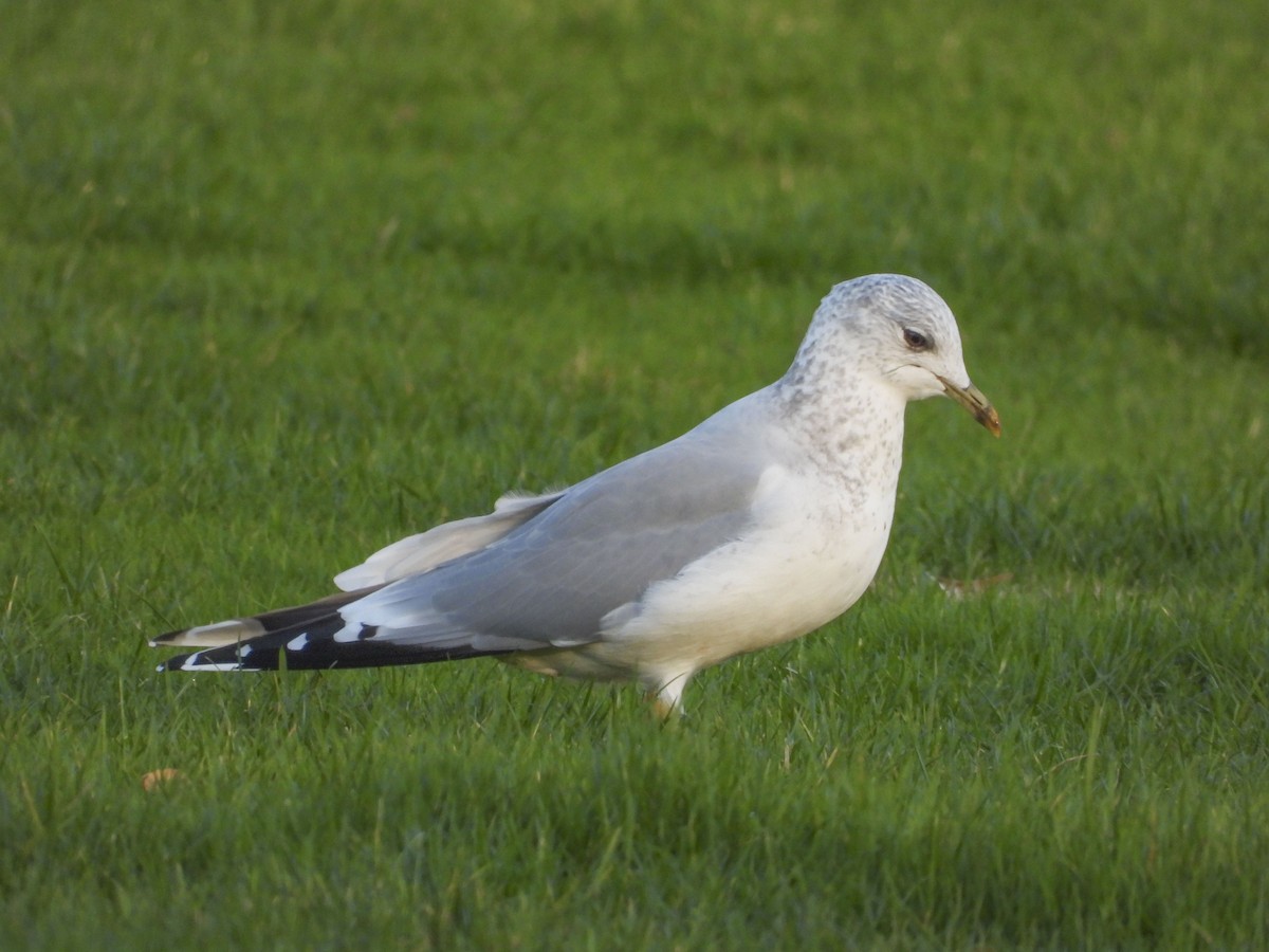 Common Gull (European) - Zhuofei Lu