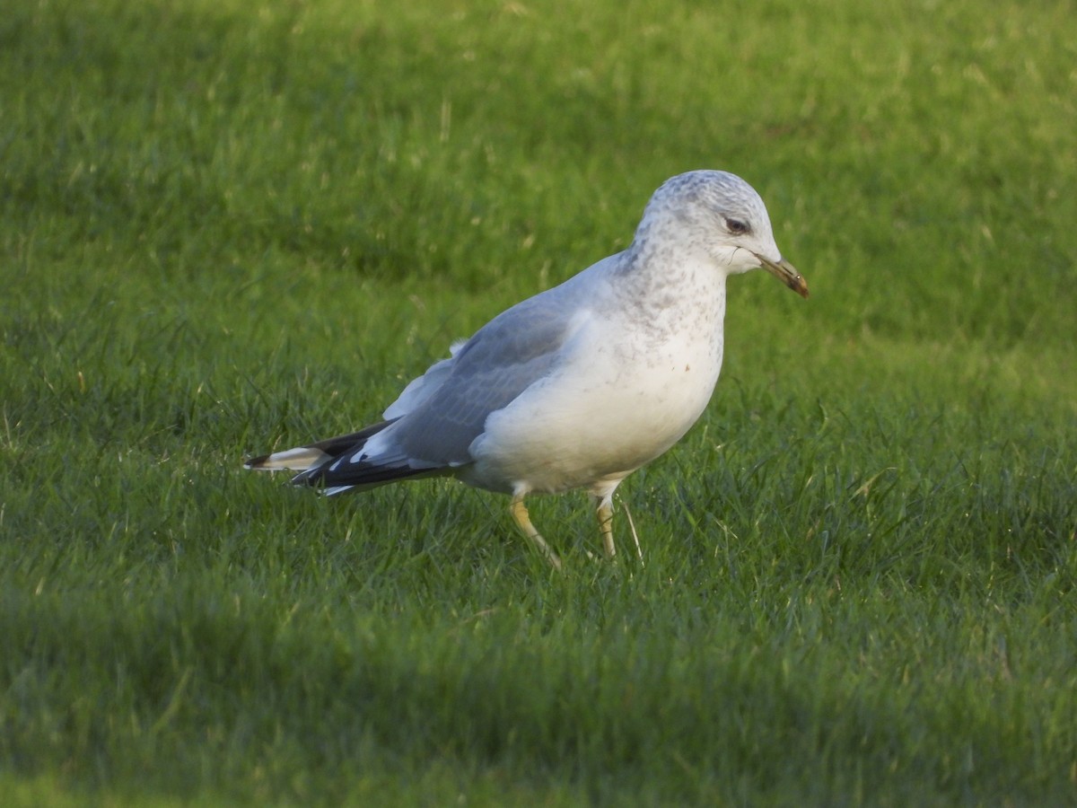 Common Gull (European) - ML503088071