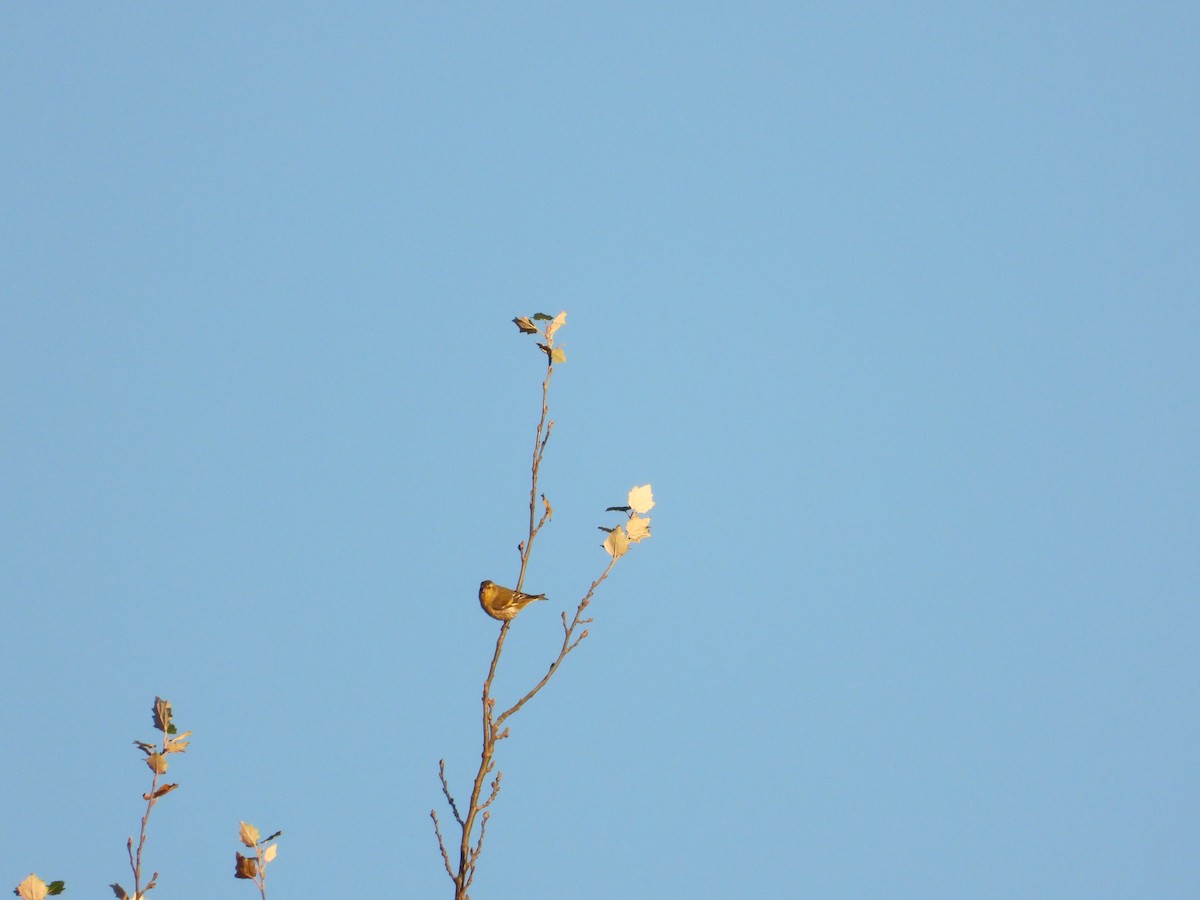 Eurasian Siskin - Zhuofei Lu