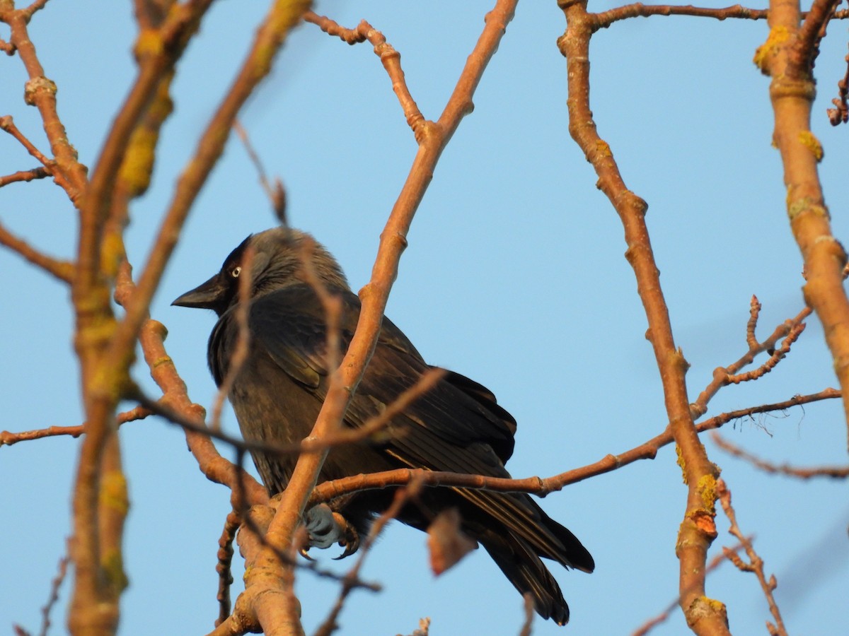 Eurasian Jackdaw - ML503088461