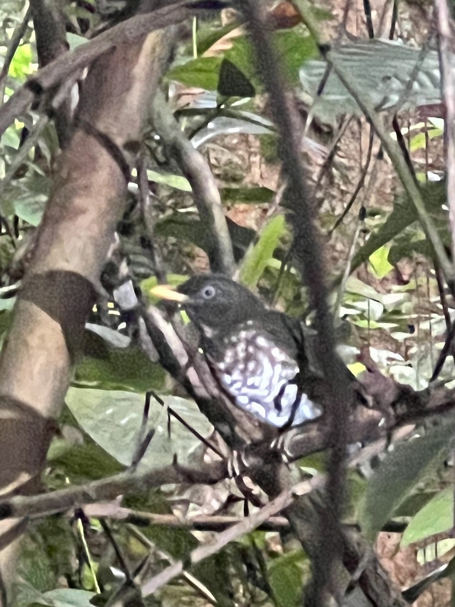 Principe Thrush - ML503092131