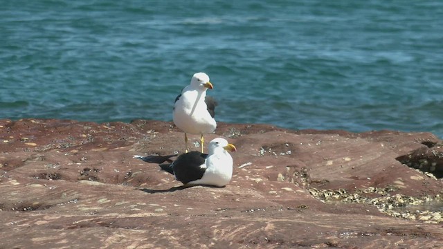 Pacific Gull - ML503093521