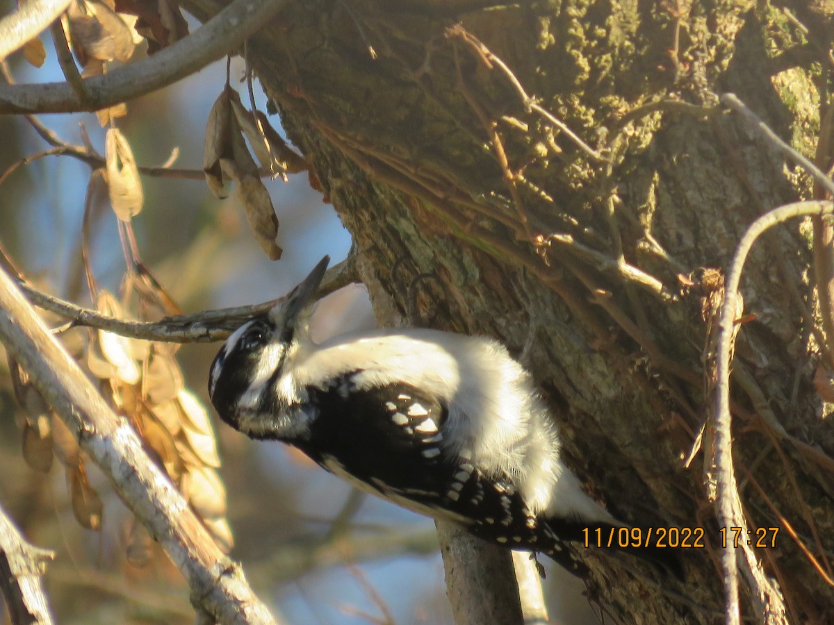 Hairy Woodpecker - ML503093841