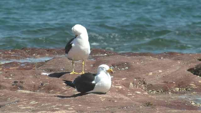 Pacific Gull - ML503094591