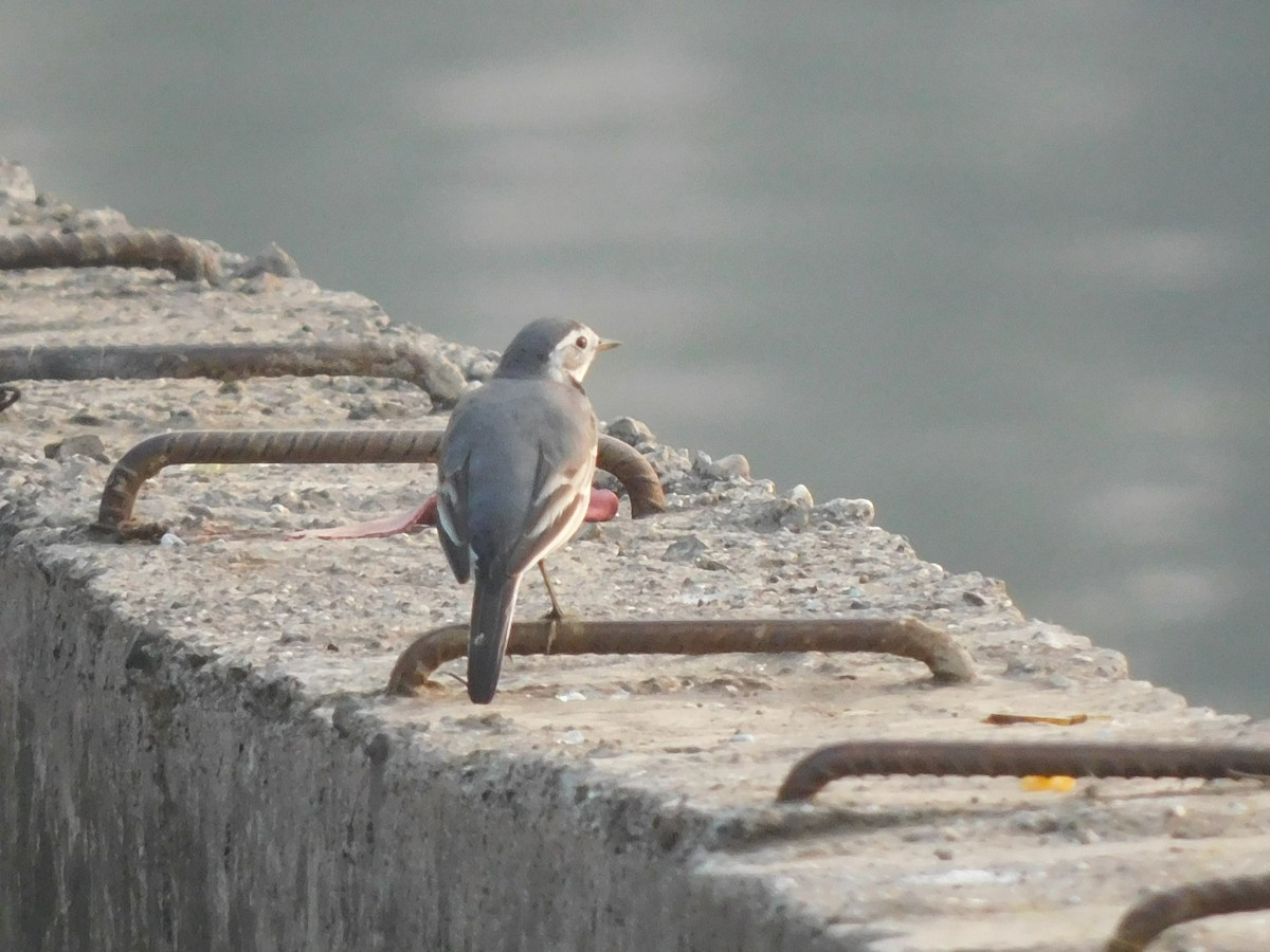 White Wagtail - Shilpa Gadgil