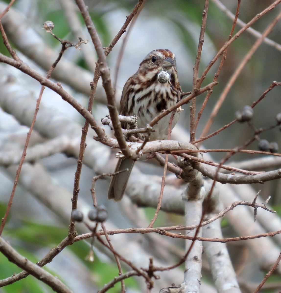 Song Sparrow - Debo Boddiford