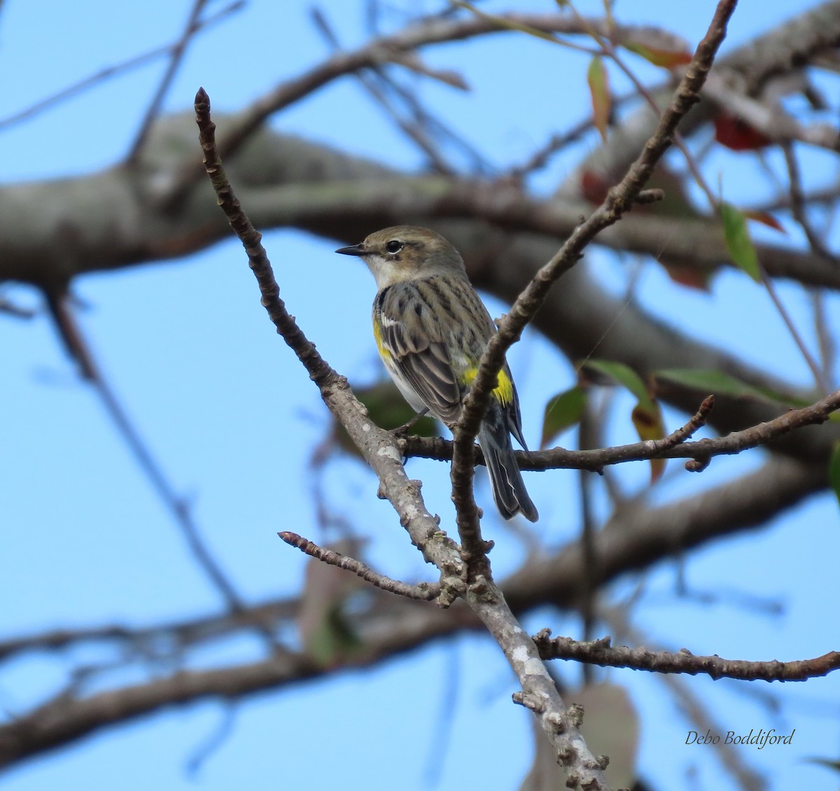 Yellow-rumped Warbler - ML503097741