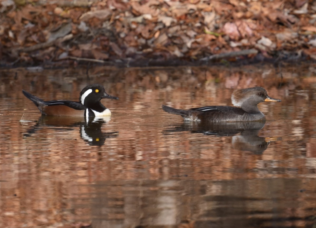 Hooded Merganser - ML503097851