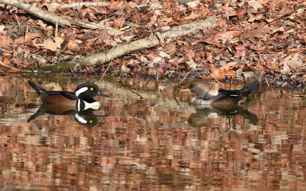 Hooded Merganser - ML503097901