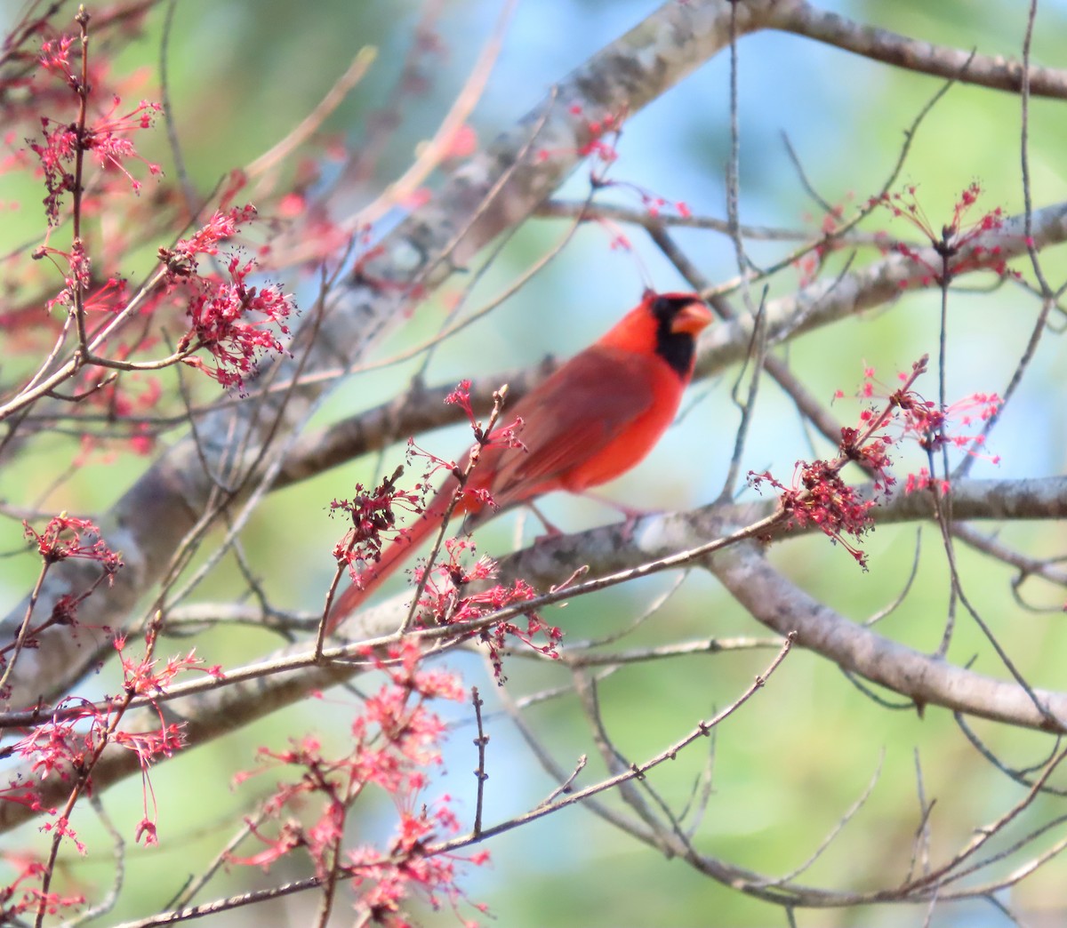 Cardinal rouge - ML503097941