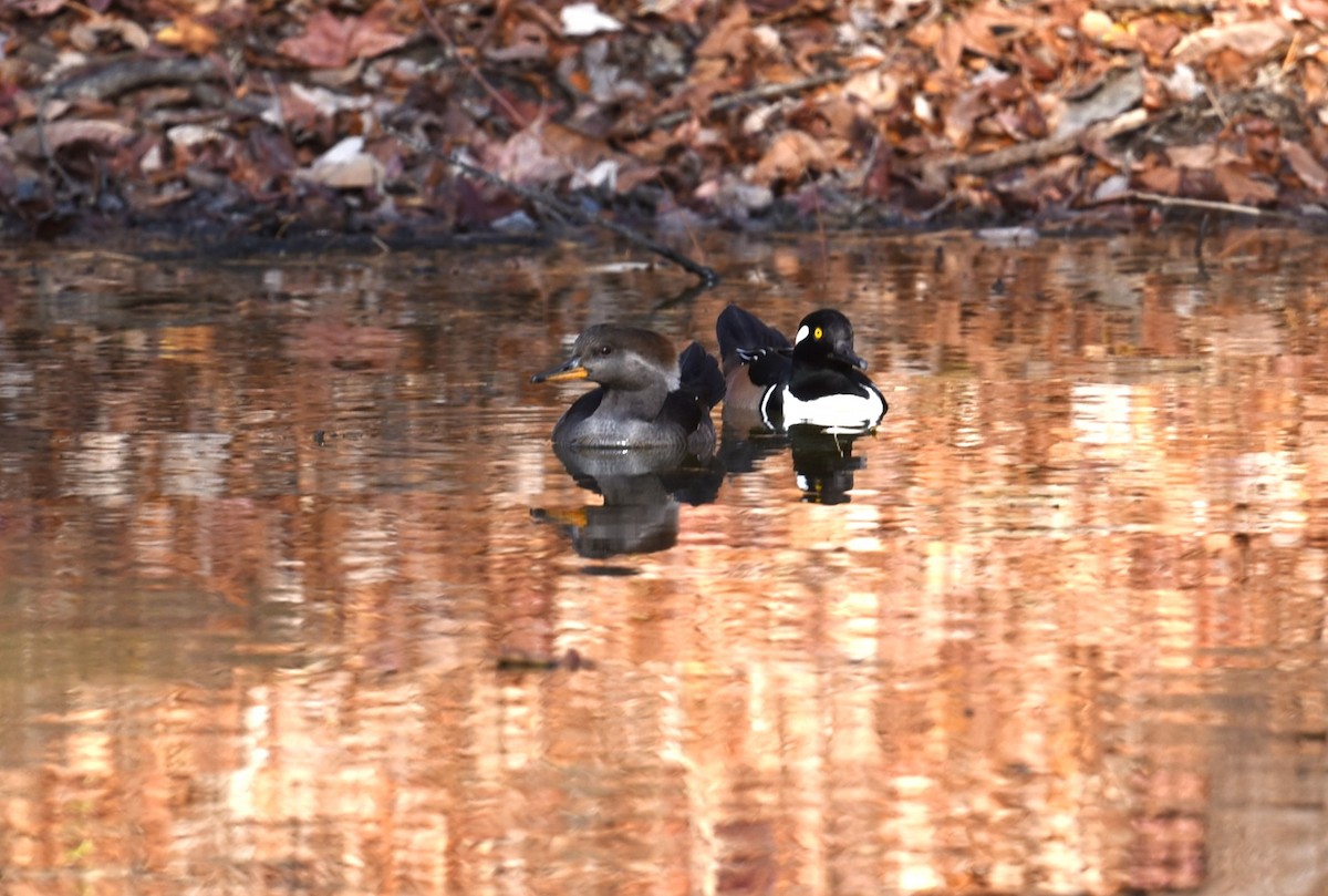 Hooded Merganser - ML503097991