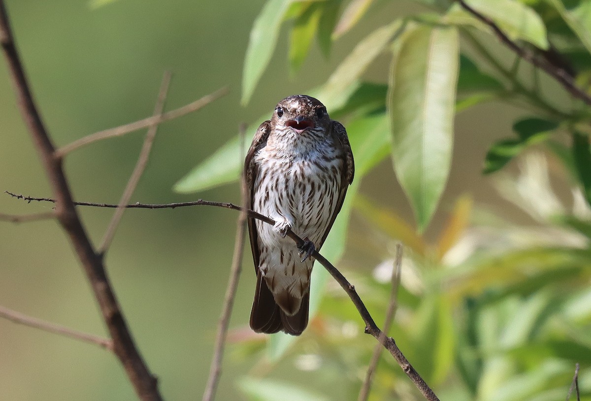 Golondrina del Congo - ML503098211