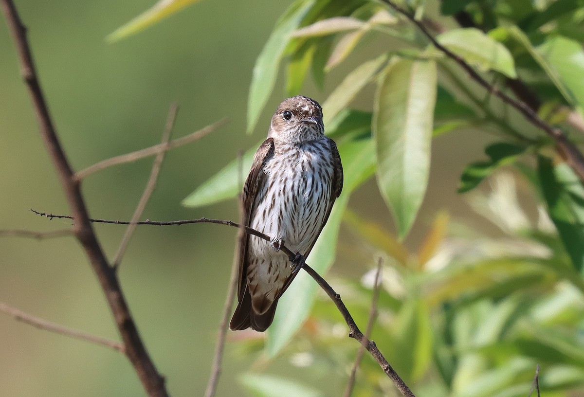 Golondrina del Congo - ML503098221