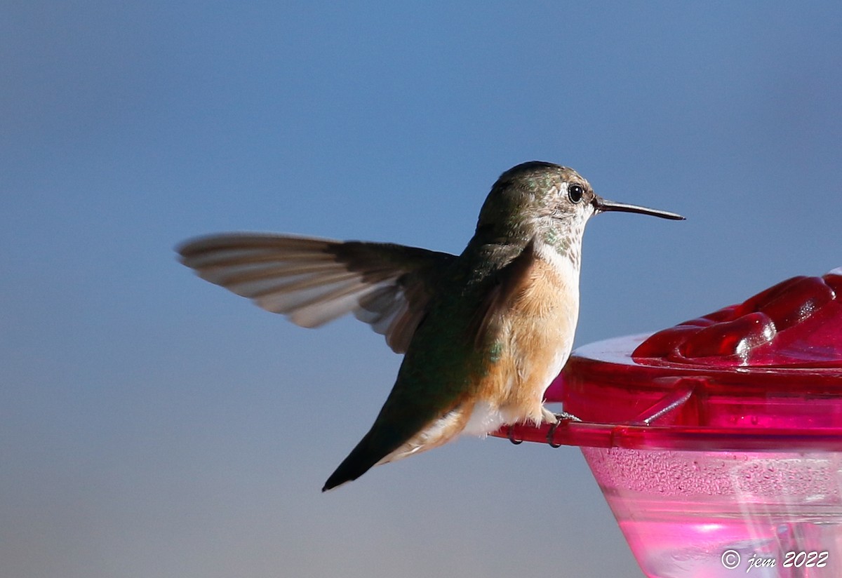 Rufous Hummingbird - ML503098451