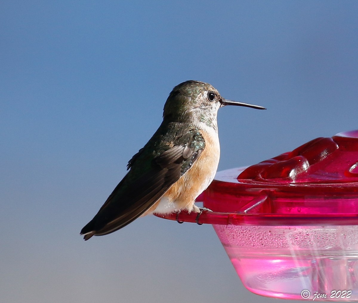 Colibrí Rufo - ML503098491