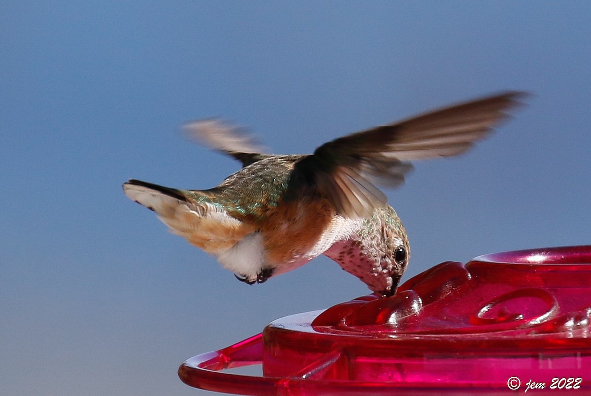 Rufous Hummingbird - ML503098501