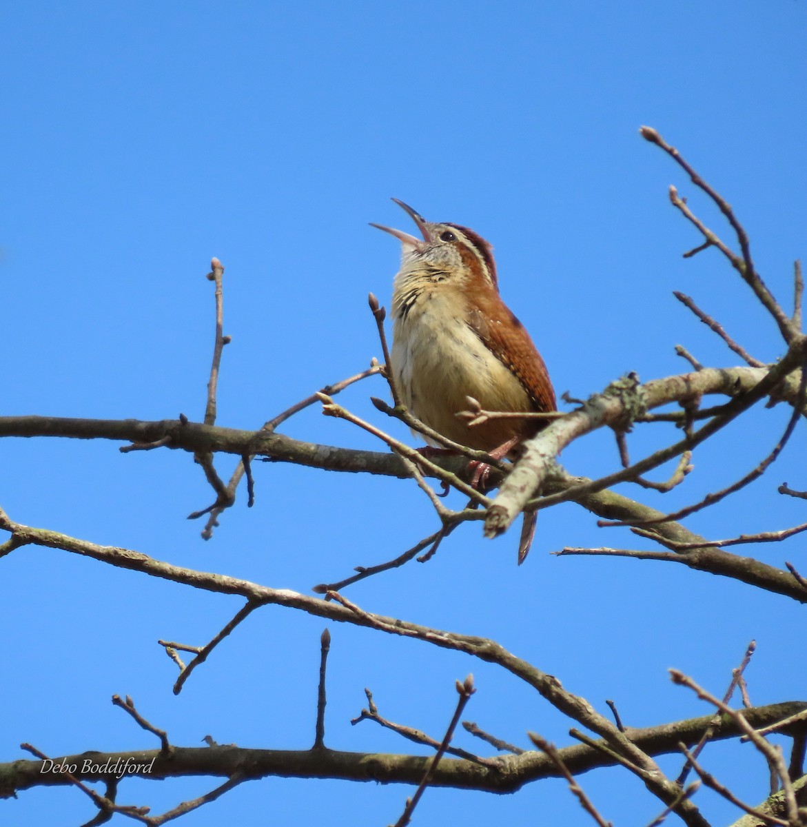 Carolina Wren - ML503098551