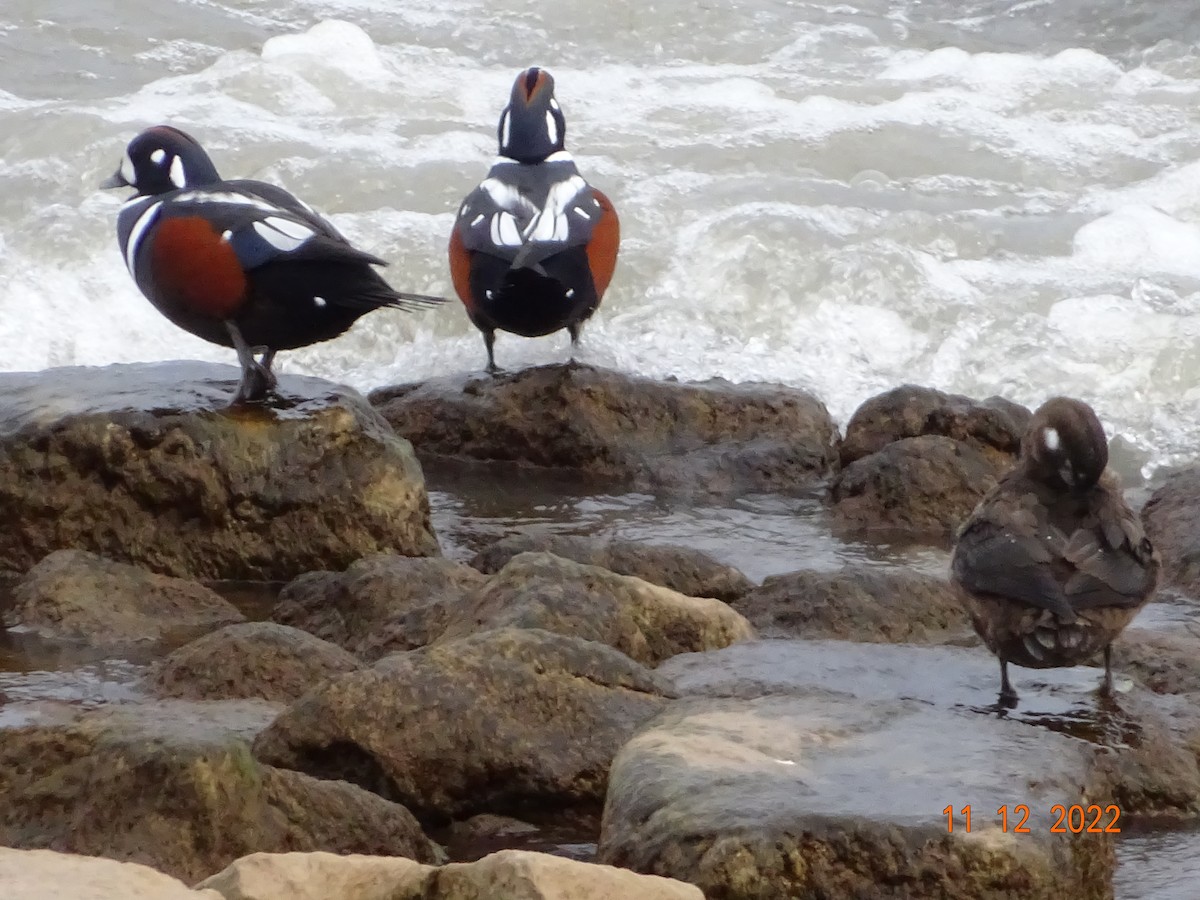 Harlequin Duck - Todd Ward