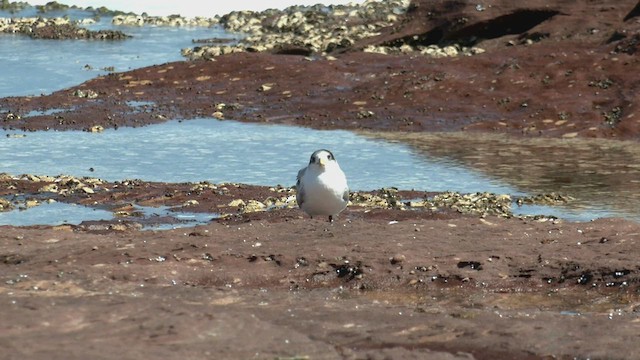 Great Crested Tern - ML503099291