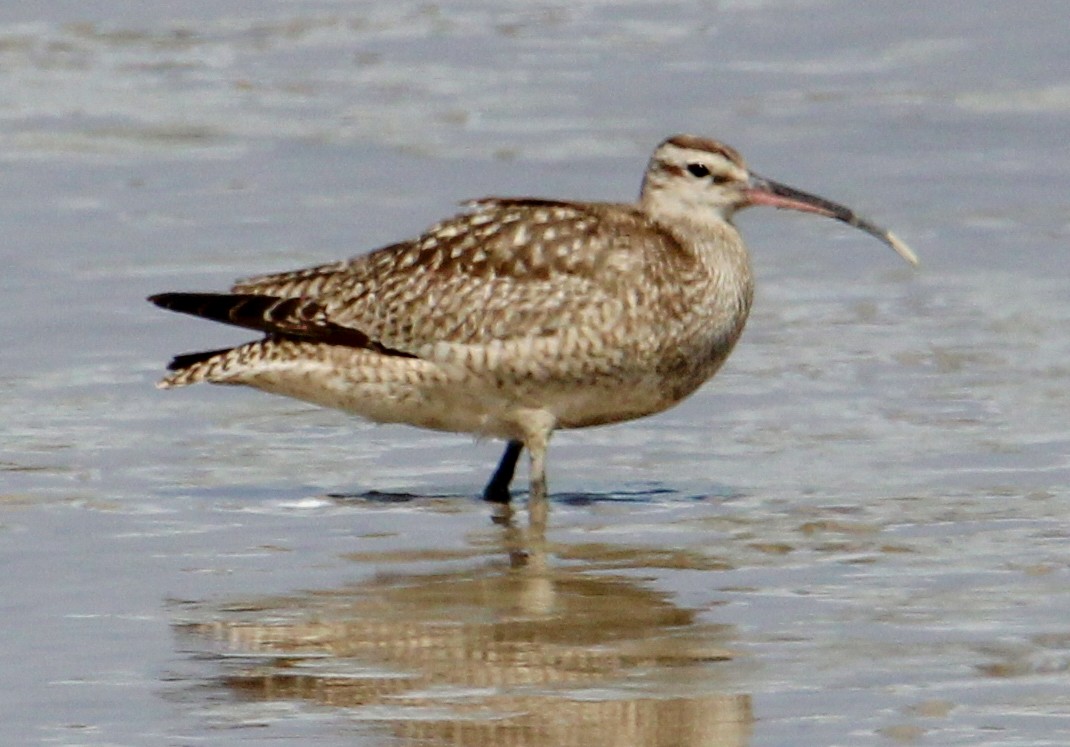 Whimbrel - ML503100141