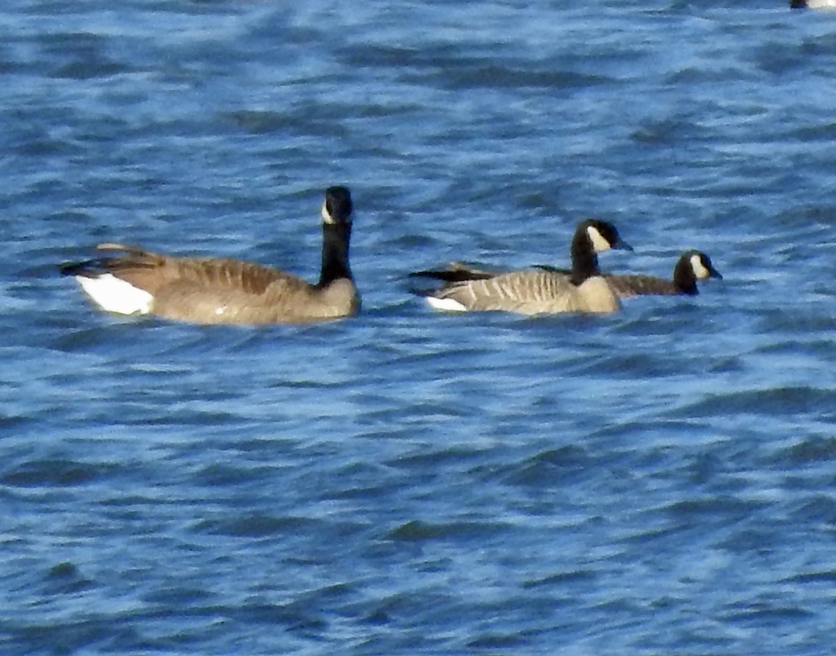 Canada Goose (canadensis Group) - ML503100531