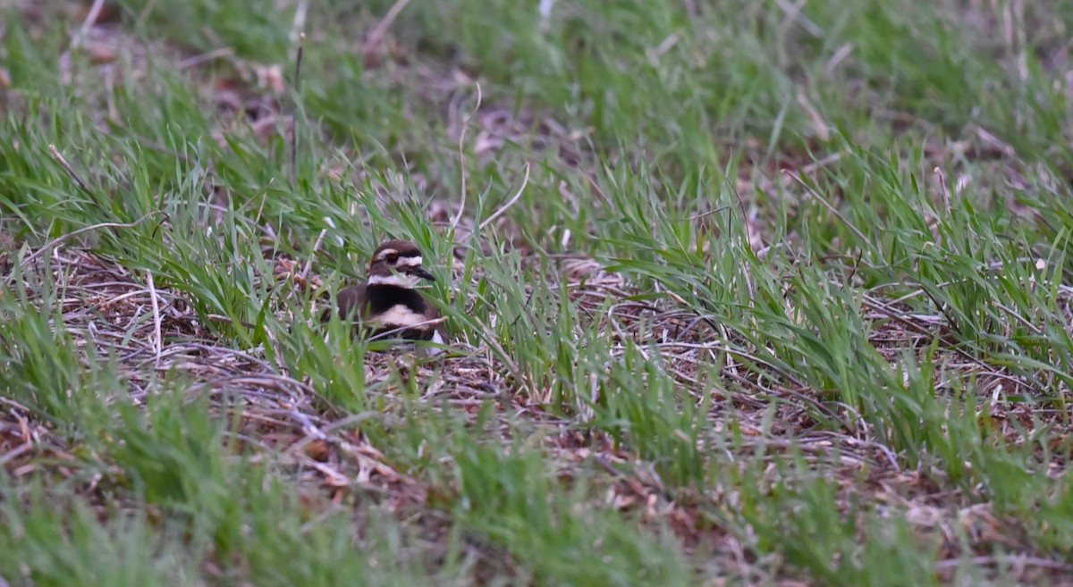 Killdeer - Karen Avants