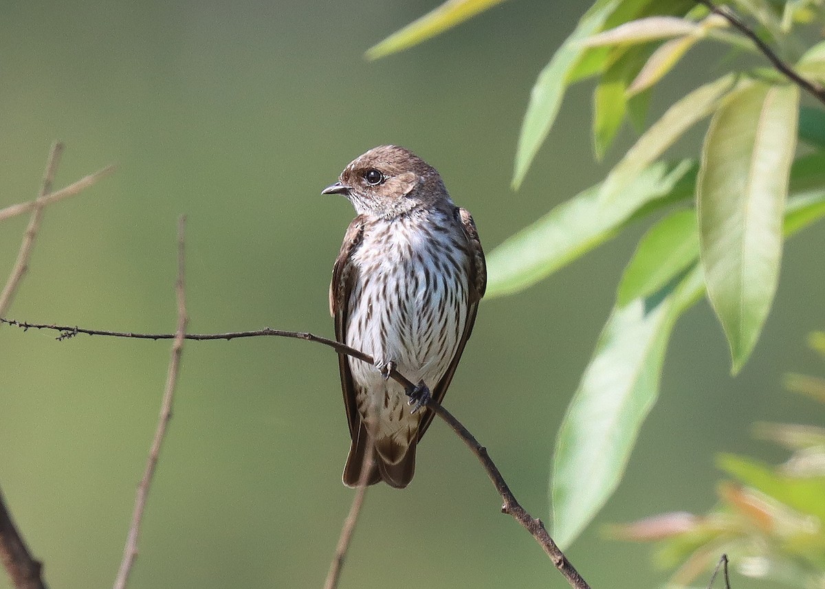 Golondrina del Congo - ML503101611