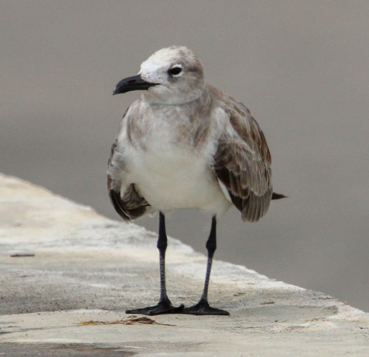 Laughing Gull - ML503101621