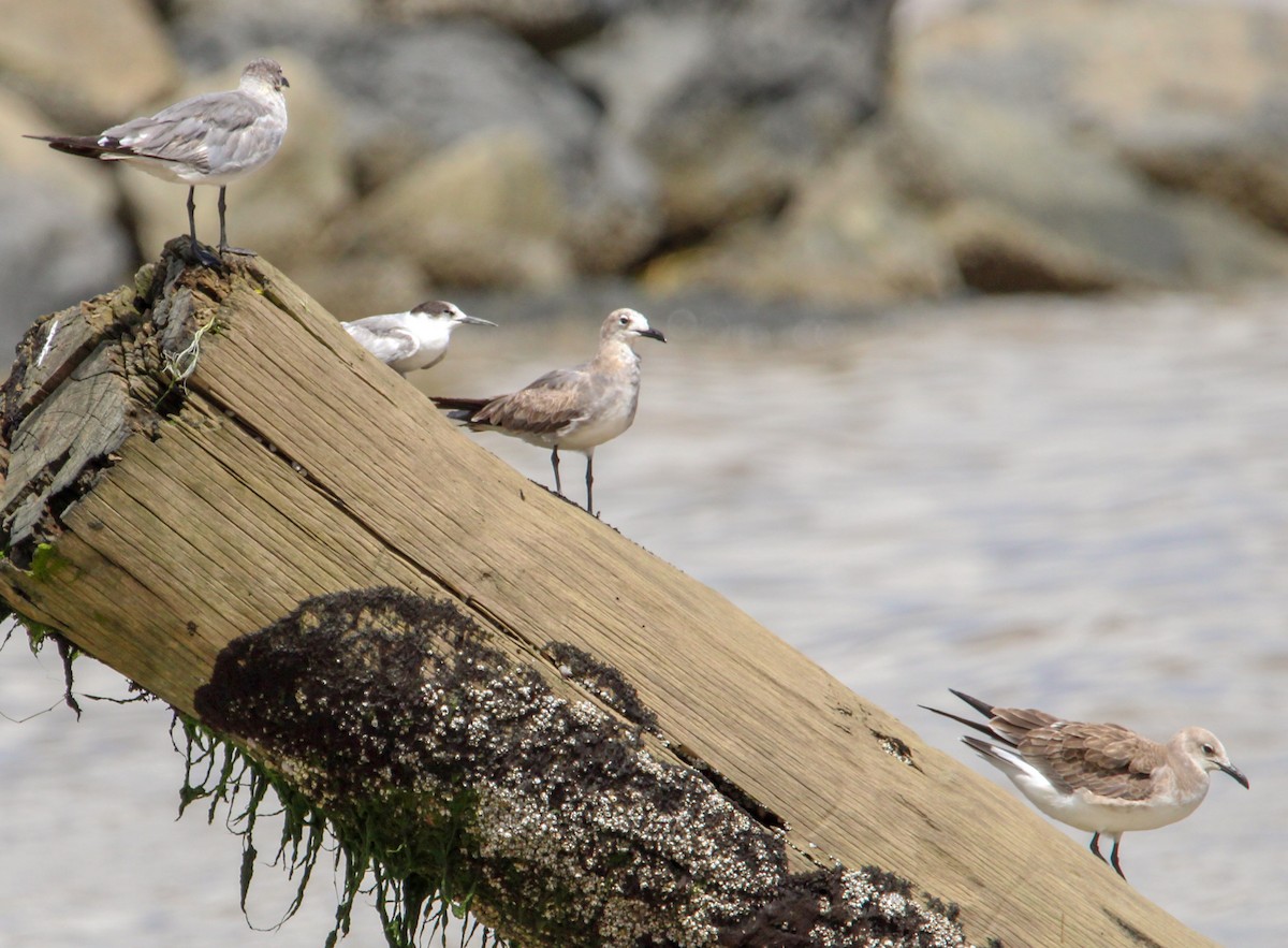 Laughing Gull - ML503101641