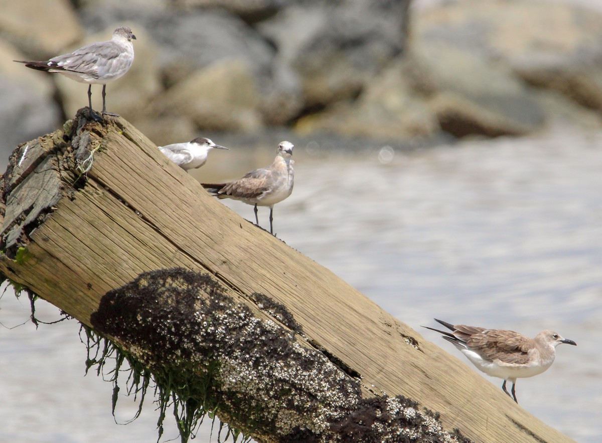 Laughing Gull - ML503101651